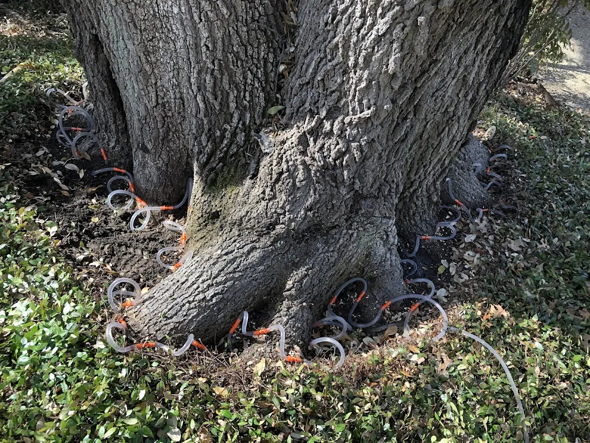 Detailed Tree Cabling and Bracing job site in South Amboy