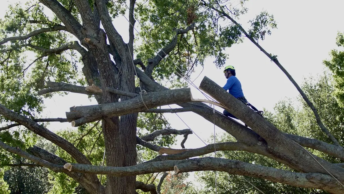 Professional Crown Thinning performed by certified arborists in South Amboy