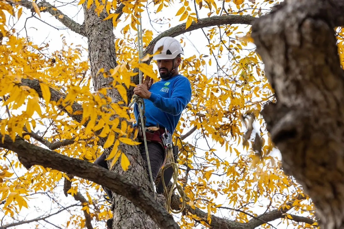 Skilled Tree Pruning crew working in South Amboy